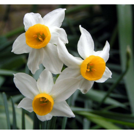 Polský botanický narcis (canaliculatus), cibulky, 50 ks cibulek