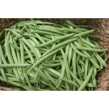 W1046 fazolky šparglové, tyčkové, zelené lusky, odrůda Hilds Neckarkönigin, semena fazolí, 10 g
