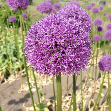 CEB22 obří okrasný česnek, cibulky česneku, cibulky květin Allium gladiator, 1 ks, 20/+