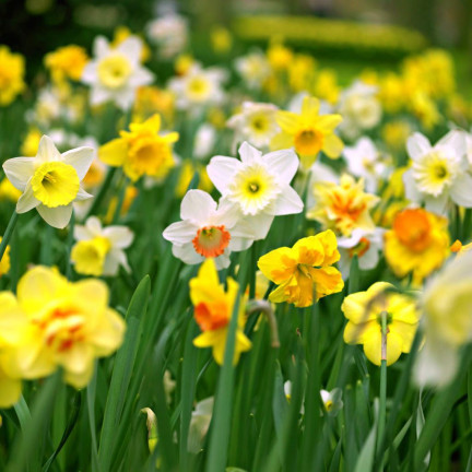 CEB8 narcis, cibulky narcisů, žonkil, botanická cibulka, směs barev, 50 ks
