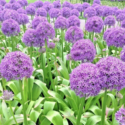 CEB22 obří okrasný česnek, cibulky česneku, cibulky květin Allium gladiator, 1 ks, 20/+