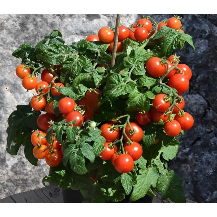 W5222 CHERRY RAJČATA BAJAJA 0,3G SEMÍNKA RAJČAT CHERRY RAJČATA NA BALKON