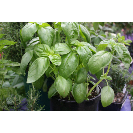 Z3001 BASALKA SPRÁVNÁ BASALKA SEMÍNKA BYLINY KOŘENÍ ZELENÉ AROMATICKÉ 1G