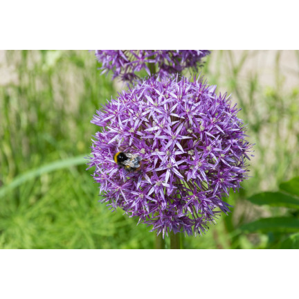 CEB21 okrasný česnek, cibulky česneku, cibulky květů  „allium aflatunense“  50 ks.