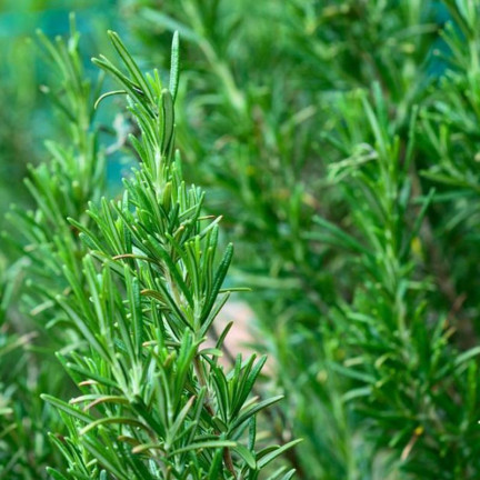 Z3028 ROZMARÝN AROMATICKÝ TRVALKA SEMENA TRVALKA 0,1G