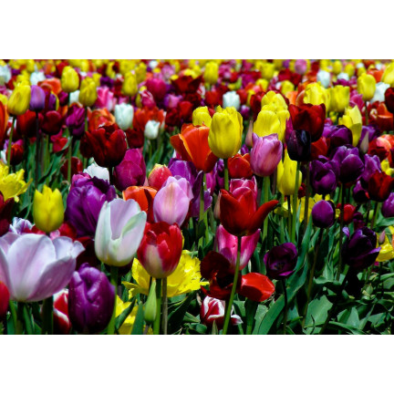 CEB15 tulipány, cibulky tulipánů, cibulky květin, směs barev, Triumph Mixed, 50 ks
