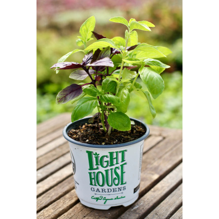 Z3129 AROMATICKÁ BAZALKA SMĚS ODRŮD A BAREV PRO ITALSKOU KUCHYNI 1G