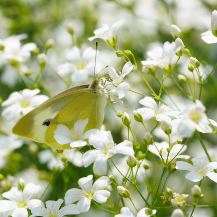R4584 GYPSOPHILA BÍLÁ 1G SEMENA GYPSOPHILA KVĚTINY PRO ZÁHONY SKALKY