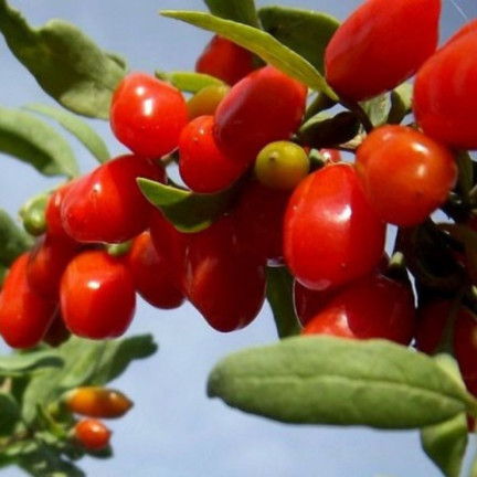 R2123 GOJI BERRIES mrazuvzdorné šarlatové zdravé plody trnka
