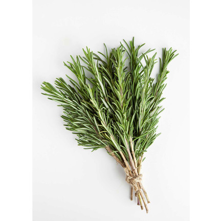 Z3028 ROZMARÝN AROMATICKÝ TRVALKA SEMENA TRVALKA 0,1G
