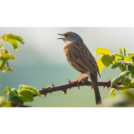 Krmítko s potravou pro volně žijící ptáky, přírodní krmivo pro zimující ptáky, krmivo, Turdus, 900 g