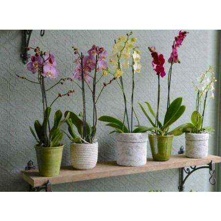 BIO8 přírodní substrát pro orchideje, 3 l, Biovita