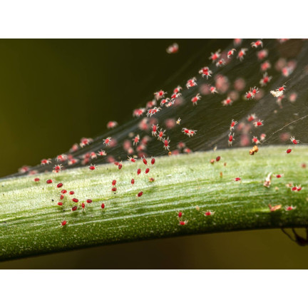 SUM45 insekticid Ortus 05 SC 15 ml proti pavoučkům – postřik