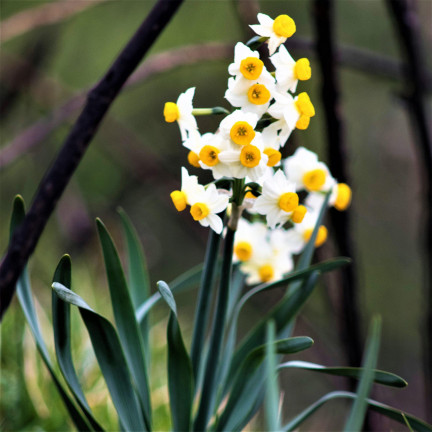 Polský botanický narcis (canaliculatus), cibulky, 50 ks cibulek