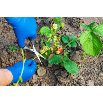 SUM28 sumin multiroots – přípravek na zakořenění, urychluje zakořenění řízků a cibulek okrasných rostlin, 100 ml