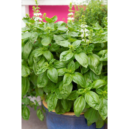 Z3001 BASALKA SPRÁVNÁ BASALKA SEMÍNKA BYLINY KOŘENÍ ZELENÉ AROMATICKÉ 1G