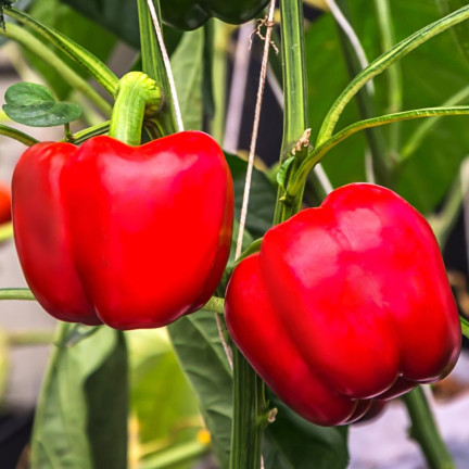 W1135 CALIFORNIA WONDER ČERVENÁ SLADKÁ SALÁTOVÁ PAPRIKA 0,5G