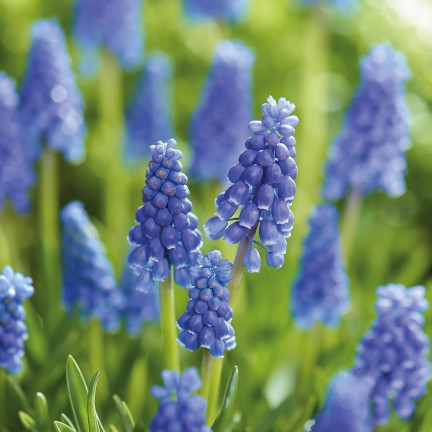 Muscari armeniacum (safírovka arménská), cibulky safírovky, velikost 6/7, 50 ks. 