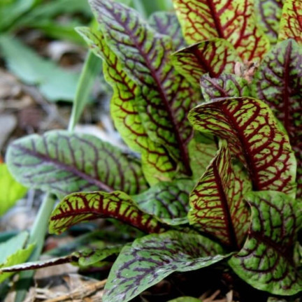Z3033 ŠŤOVÍK KRVAVÝ RUMEX SANGUINEUS