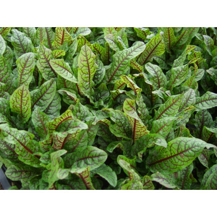 Z3033 ŠŤOVÍK KRVAVÝ RUMEX SANGUINEUS