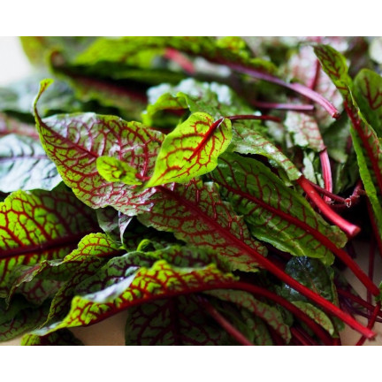Z3033 ŠŤOVÍK KRVAVÝ RUMEX SANGUINEUS