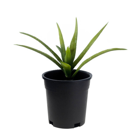 TG72940 vysoký pěstební květináč P14, 1,5 l, kulatý, na sazenice, s okrajem, 14 × 14 cm