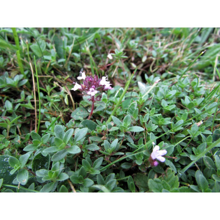 Z3035 THYMÁN SPRÁVNÁ SEMENA BYLINA KOŘENÍ AROMATICKÉ 0,3G