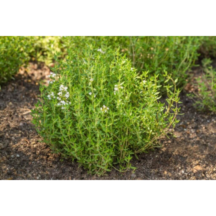 Z3035 THYMÁN SPRÁVNÁ SEMENA BYLINA KOŘENÍ AROMATICKÉ 0,3G