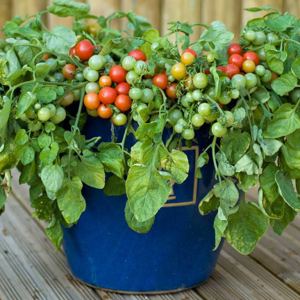 W5222 CHERRY RAJČATA BAJAJA 0,3G SEMÍNKA RAJČAT CHERRY RAJČATA NA BALKON