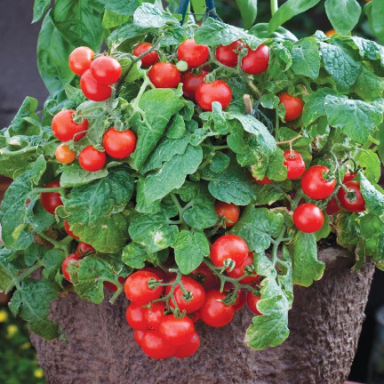 W5222 CHERRY RAJČATA BAJAJA 0,3G SEMÍNKA RAJČAT CHERRY RAJČATA NA BALKON