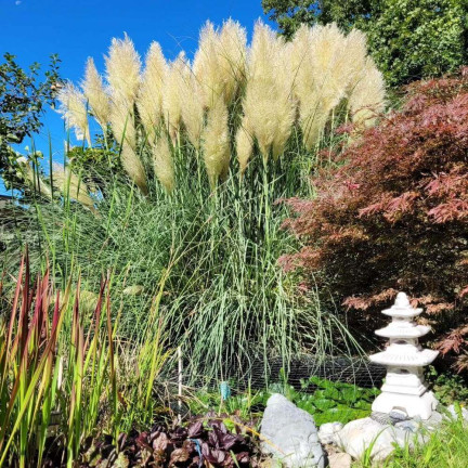 R2249 PAMPOVÁ TRÁVA ZPEŘENÁ KVĚTENSTVÍ NEJKRÁSNĚJŠÍ CORTADERIA SELLOANA