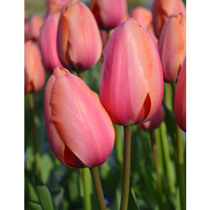 Tulipán „Apricot Impression“, květinové cibulky, cibulky tulipánů, velikost 9/10, 50 ks.