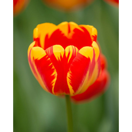CEB1 tulipány, cibulky tulipánů, cibulky květin, červeno-žluté „banja luka“, 50 ks.