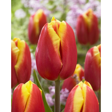 Tulipán Dow Jones, cibulky tulipánů, cibulky květin, velikost 9/10, 50 ks. 