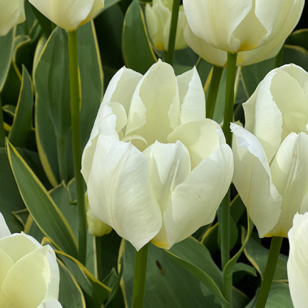 Tulipán purissima, cibulky tulipánů, cibulky květin, velikost 9,5/10, 50 ks.