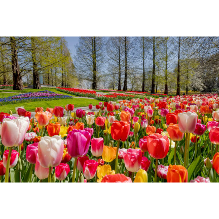Směs cibulek tulipánů pro sběr v zahradě, směs odrůd, velikost 9,5/10, 50 ks.