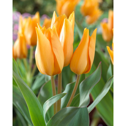 CEB5 TULIP PRAESTANS SHOGUN BLUMENZWIEBELN 50 STÜCK