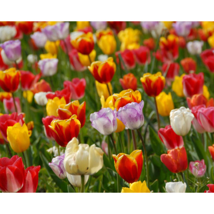 Směs cibulek tulipánů pro sběr v zahradě, směs odrůd, velikost 9,5/10, 50 ks.