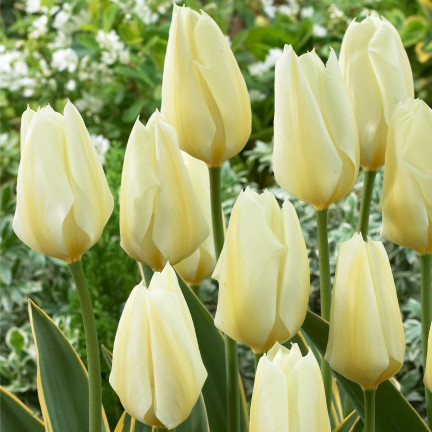 Tulipán purissima, cibulky tulipánů, cibulky květin, velikost 9,5/10, 50 ks.