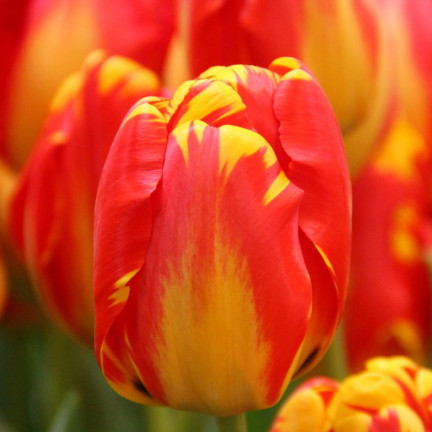 CEB1 tulipány, cibulky tulipánů, cibulky květin, červeno-žluté „banja luka“, 50 ks.