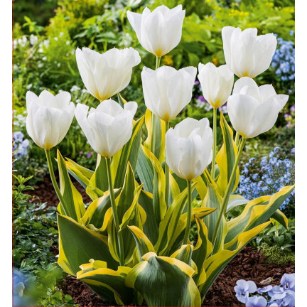Tulipán purissima, cibulky tulipánů, cibulky květin, velikost 9,5/10, 50 ks.