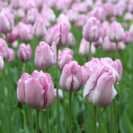 Tulipán Candy Prince, cibulky tulipánů, cibulky květin, velikost 9/10, 50 ks.