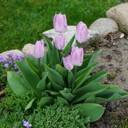 Tulipán Candy Prince, cibulky tulipánů, cibulky květin, velikost 9/10, 50 ks.