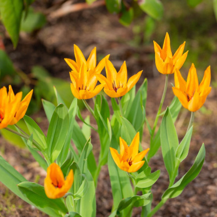 CEB5 TULIP PRAESTANS SHOGUN BLUMENZWIEBELN 50 STÜCK