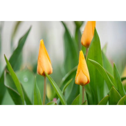 CEB5 TULIP PRAESTANS SHOGUN BLUMENZWIEBELN 50 STÜCK