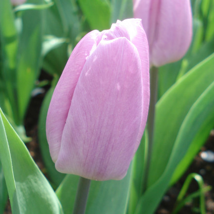 Tulipán Candy Prince, cibulky tulipánů, cibulky květin, velikost 9/10, 50 ks.