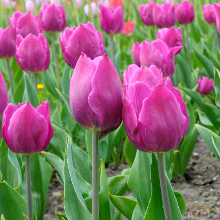 Tulipán „Purple Flag“, cibulky tulipánů, cibulky květin, velikost 9/10, 50 ks.
