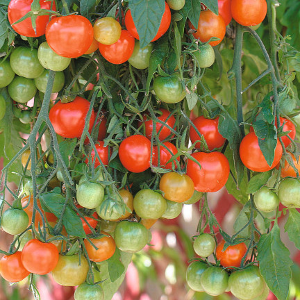 W5222 CHERRY RAJČATA BAJAJA 0,3G SEMÍNKA RAJČAT CHERRY RAJČATA NA BALKON