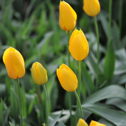 Tulipán Muscadet, cibulky tulipánů, cibulky květin, velikost 10/11, 50 ks.