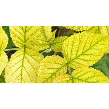 SUM40 help plant železo (Fe) 20 ml, listové hnojivo, předchází fyziologickým poruchám a zpomalení růstu